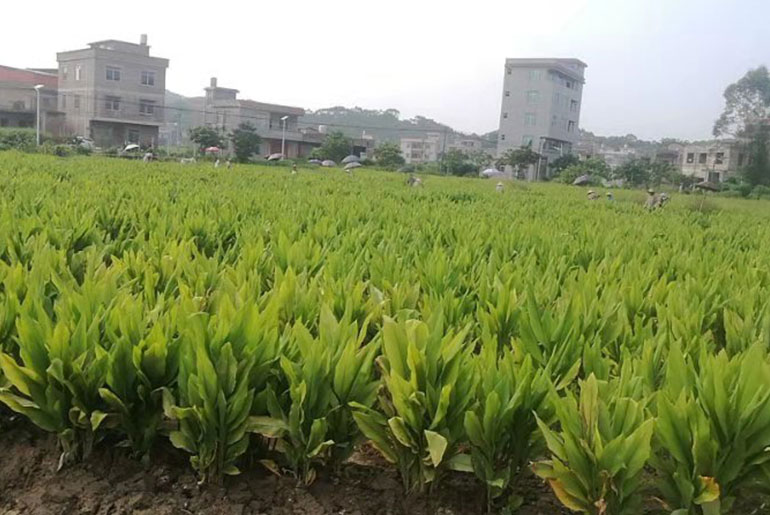 姜黄基地